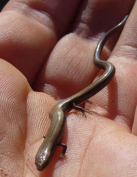 Image of Rüppell's snake-eyed skink