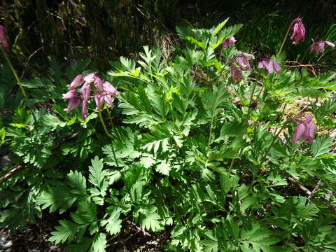 Image of Pacific bleeding heart