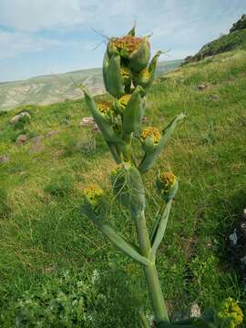 Image of Giant Fennel