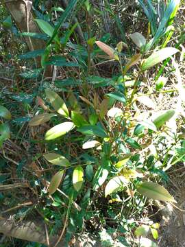 Image of Cleyera japonica var. morii (Yamamoto) Masam.