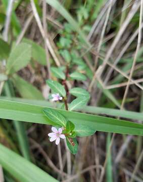 Cuphea strigulosa Kunth的圖片