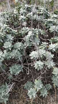 Image of Echium portosanctense J. A. Carvalho, Pontes, Bat.-Marques & R. Jardim