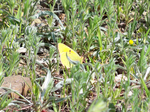 Image of clouded yellow