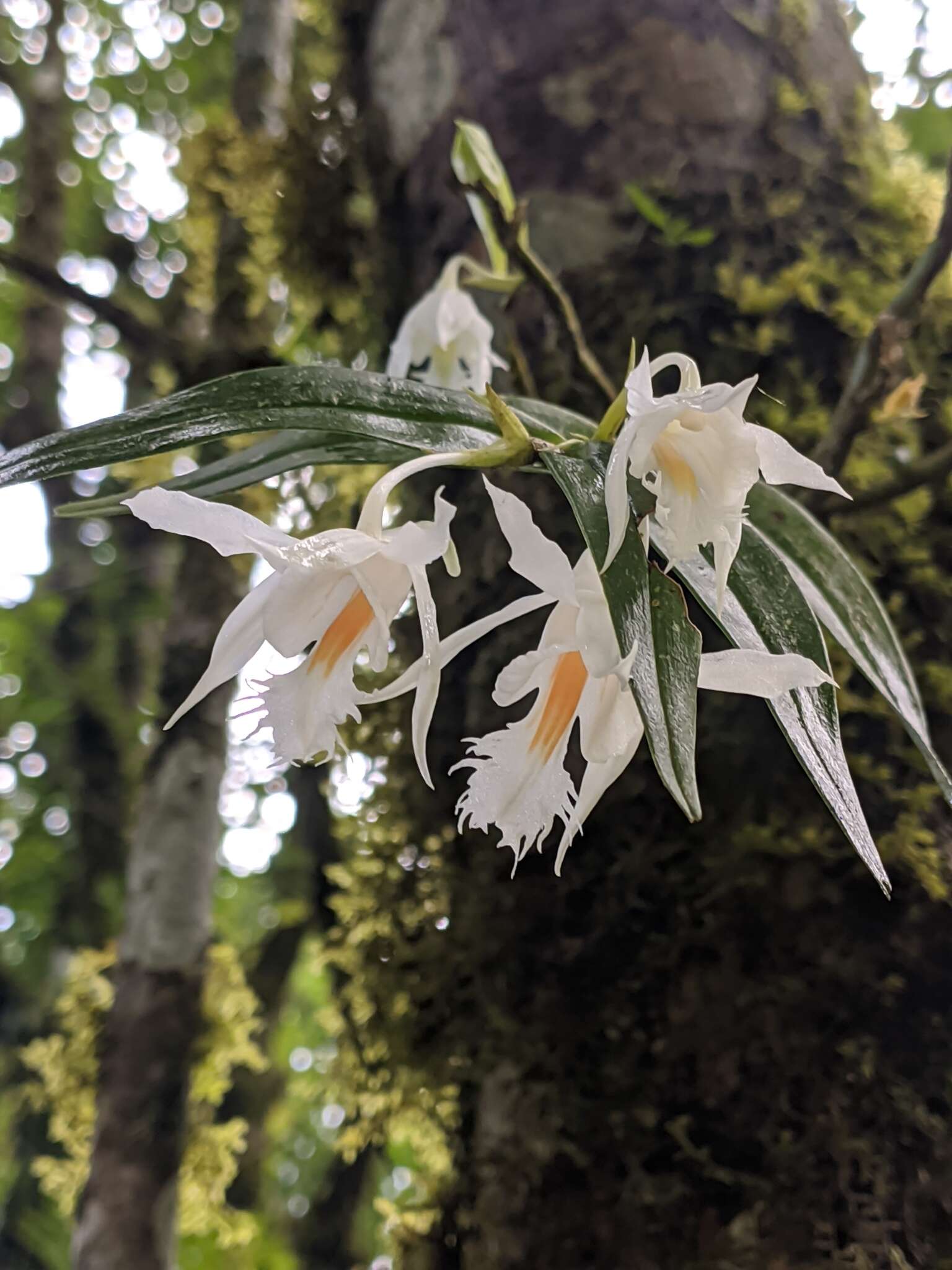 Imagem de Dendrobium longicornu Lindl.