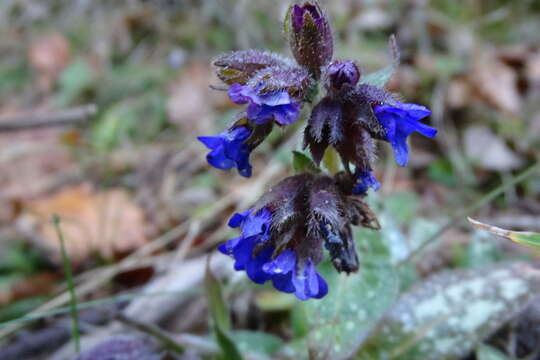 Image of Pulmonaria longifolia (Bast.) Boreau