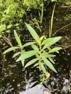 Image of lowland rotala