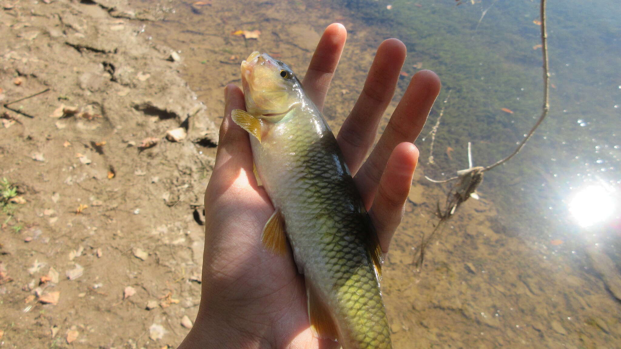 Image of Bigmouth chub