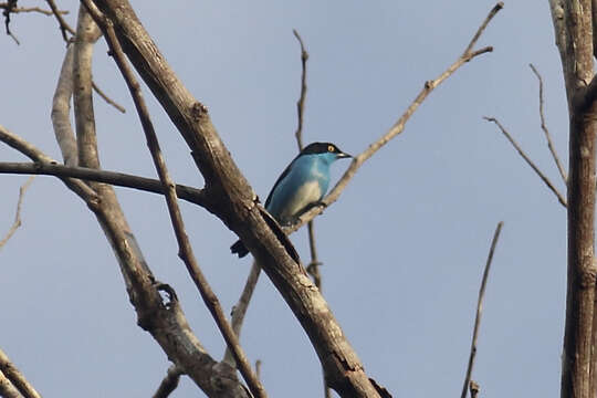 Image of Black-faced Dacnis