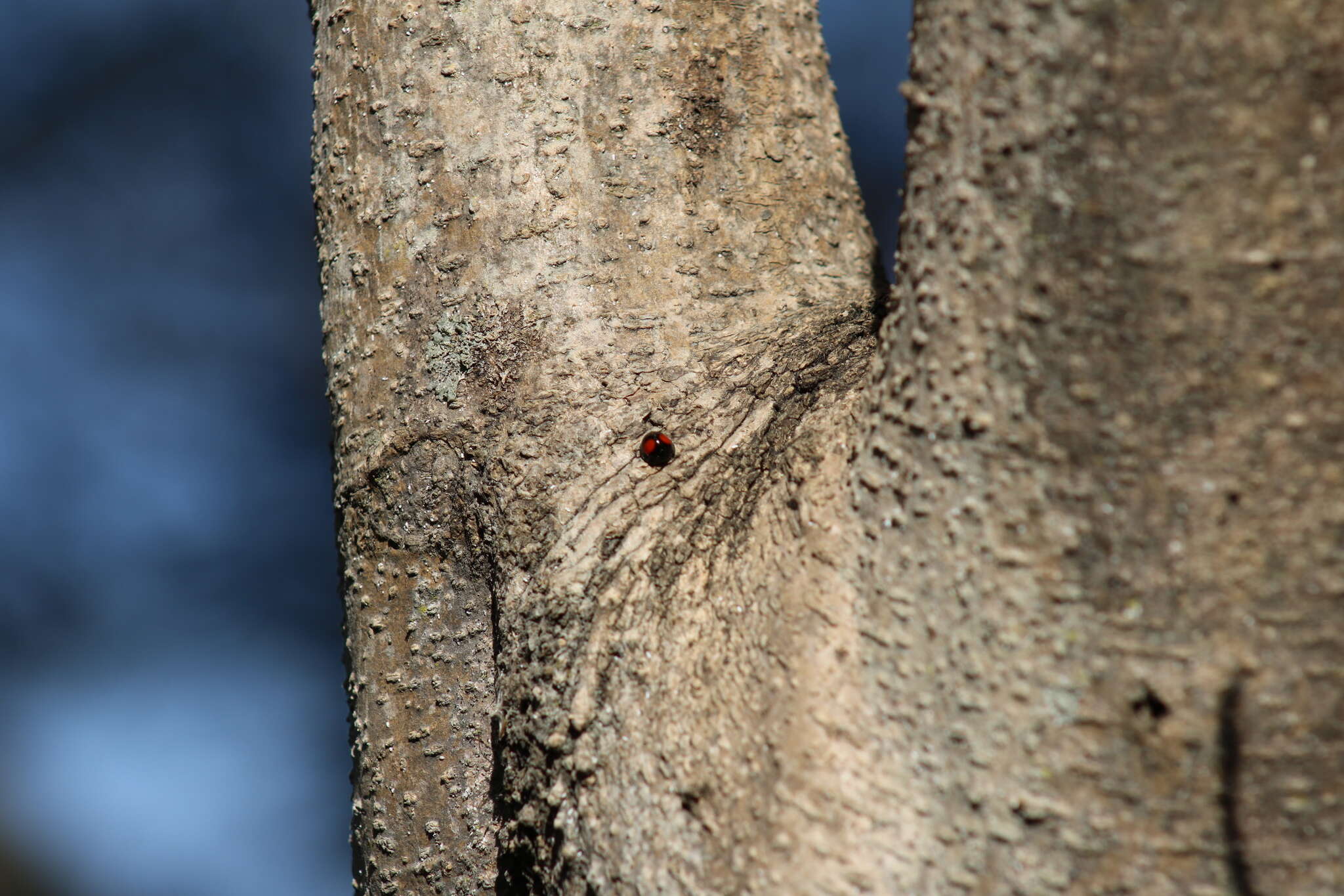 Image of Cactus Lady Beetle