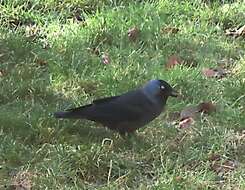 Sivun <i>Corvus monedula spermologus</i> kuva