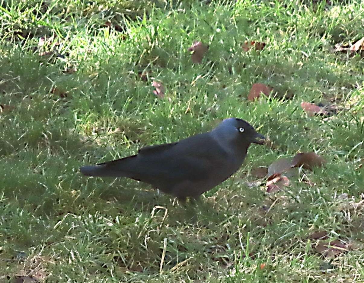 Image of <i>Corvus monedula spermologus</i>