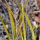 Image of Morelotia affinis (Brongn.) S. T. Blake
