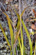 Morelotia affinis (Brongn.) S. T. Blake的圖片