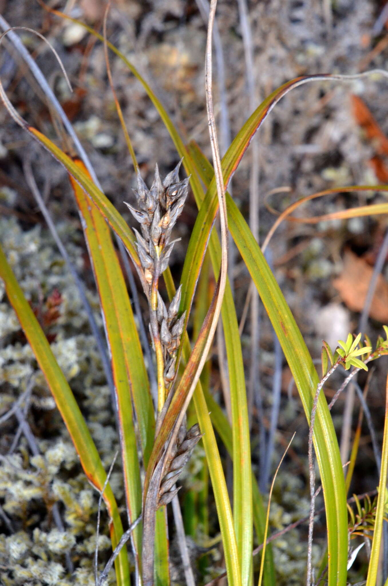 Morelotia affinis (Brongn.) S. T. Blake的圖片