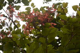 Image of Bauhinia phoenicea Wight & Arn.