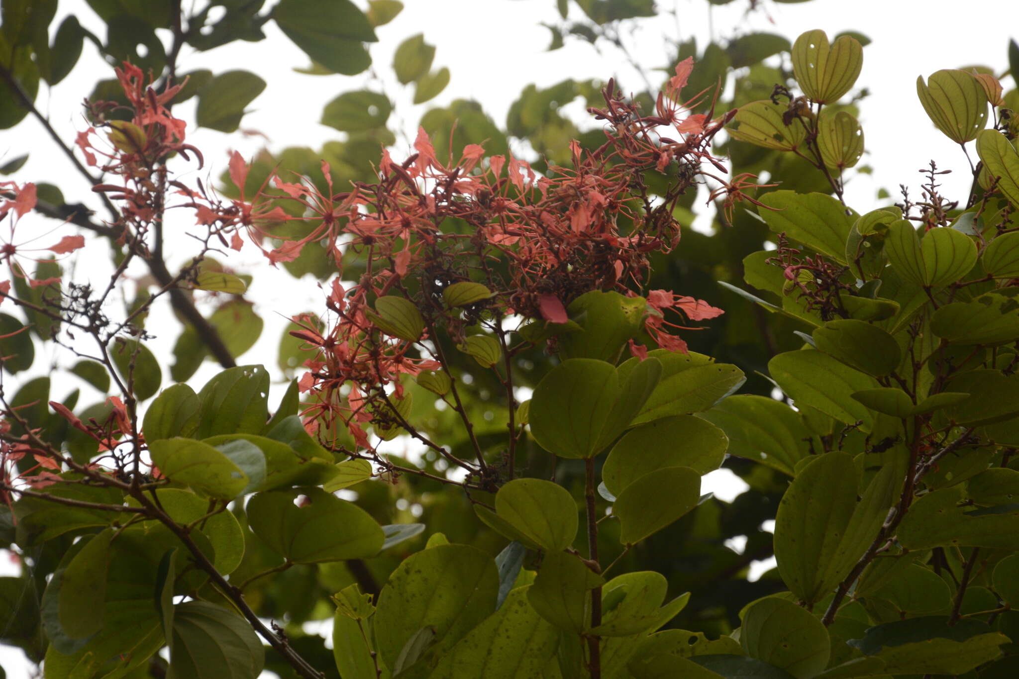 Image of Bauhinia phoenicea Wight & Arn.