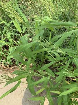 Brachiaria ramosa (L.) Stapf的圖片