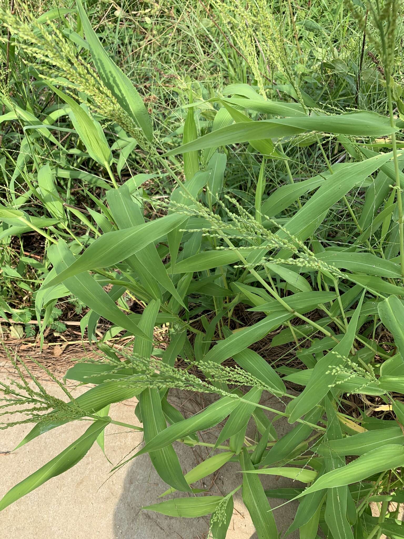 Image of Dixie Liverseed Grass