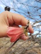 Imagem de Brachychiton chillagoensis G. P. Guymer