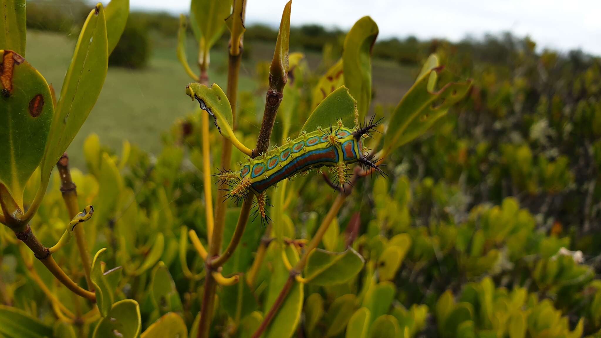 Image of Calcarifera