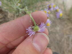 Image de Erigeron pumilus Nutt.