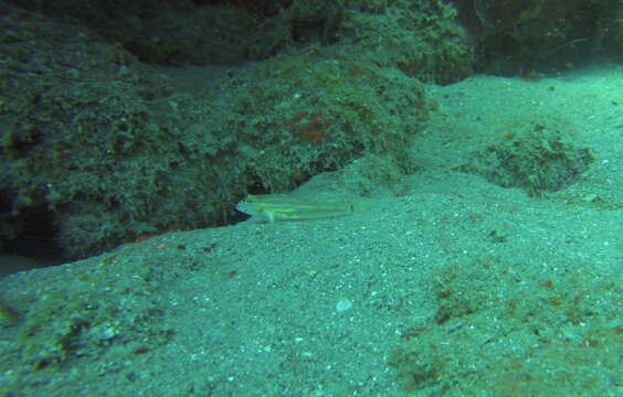 Image of Pallid Goby