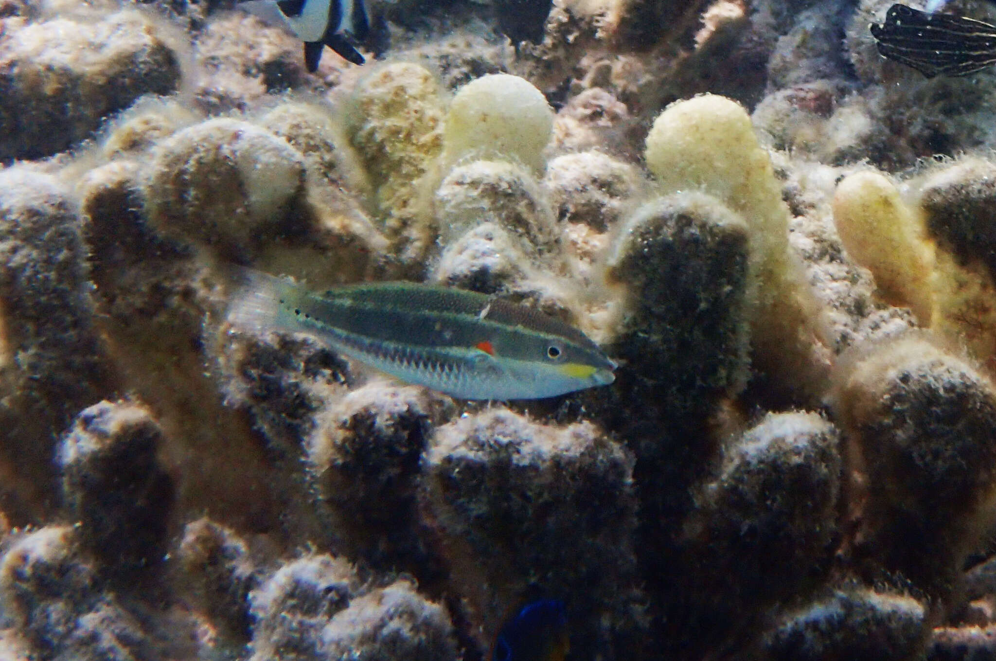 Image of Red-shoulder wrasse