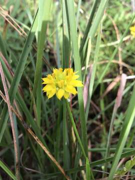 Imagem de Polygala rugelii Shuttlew. ex A. Gray