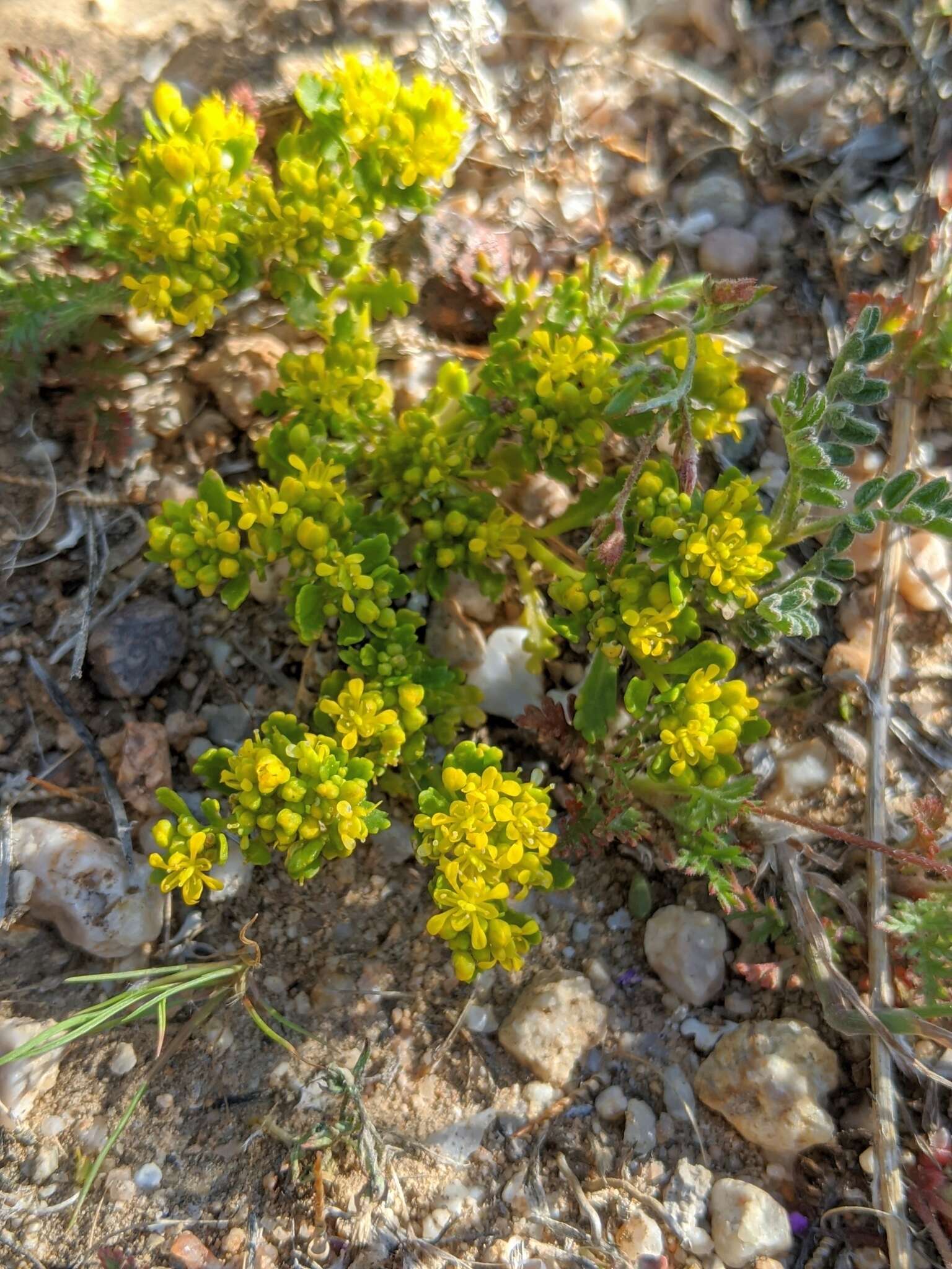 Image of yellow pepperweed