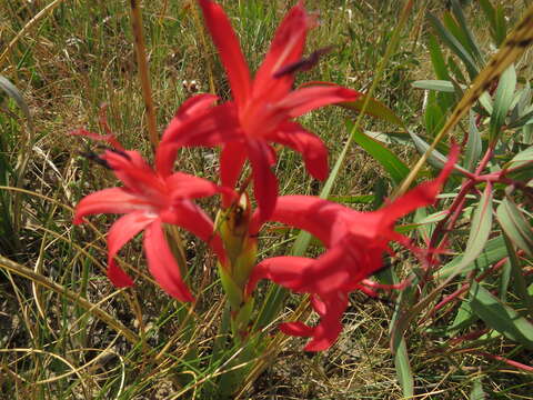 Imagem de Watsonia gladioloides Schltr.