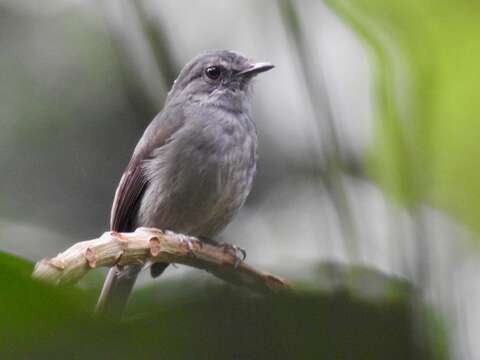 صورة Muscicapa epulata (Cassin 1855)