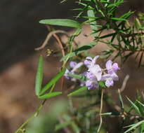 Glycine clandestina Wendl. resmi