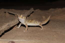 Image of Bedraiga's Wonder Gecko