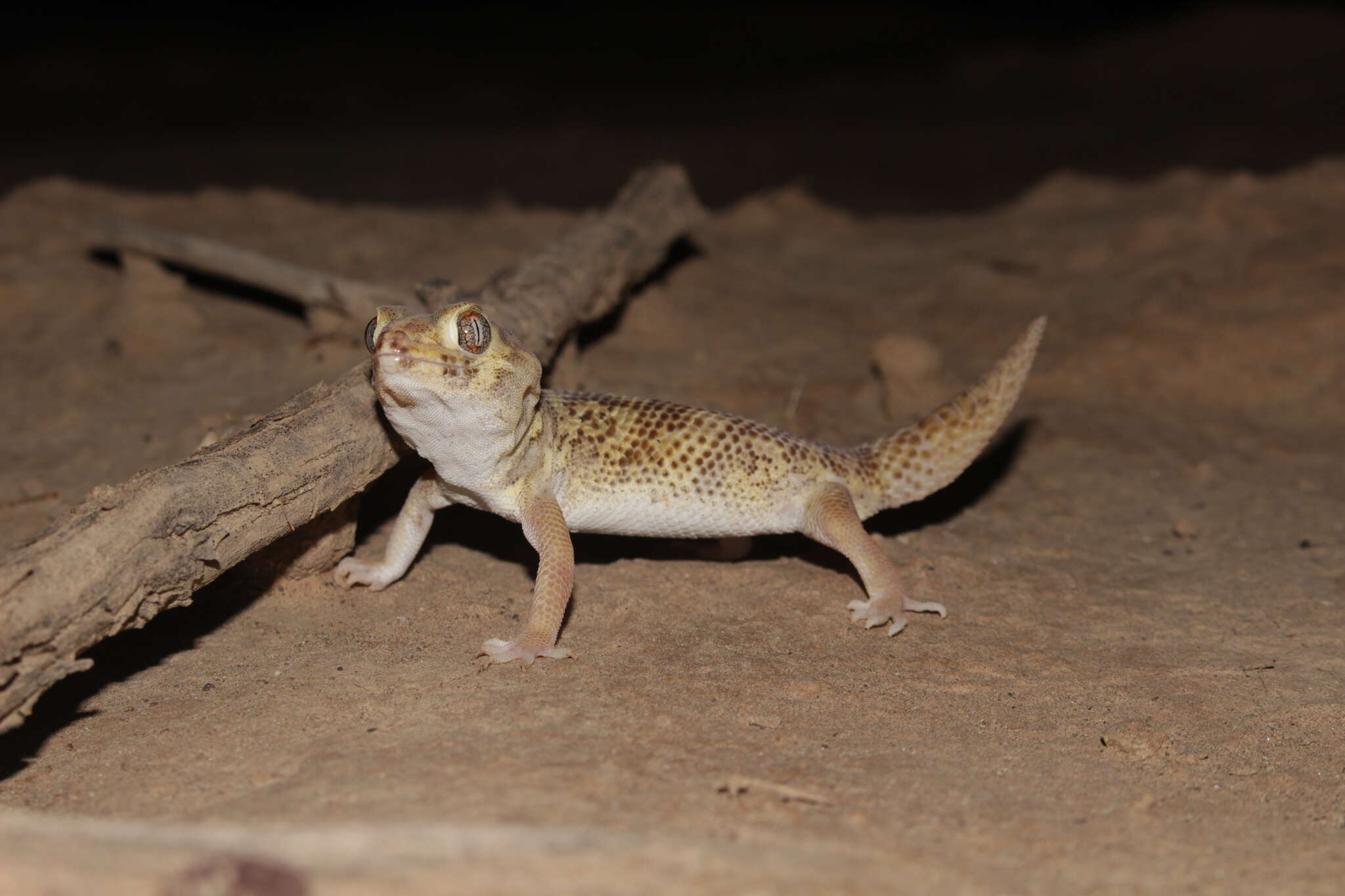 Image of Bedraiga's Wonder Gecko