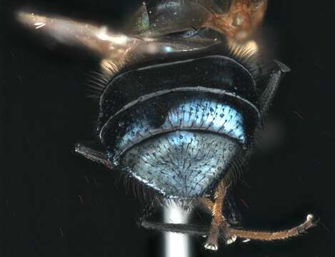 Image of Lance fly