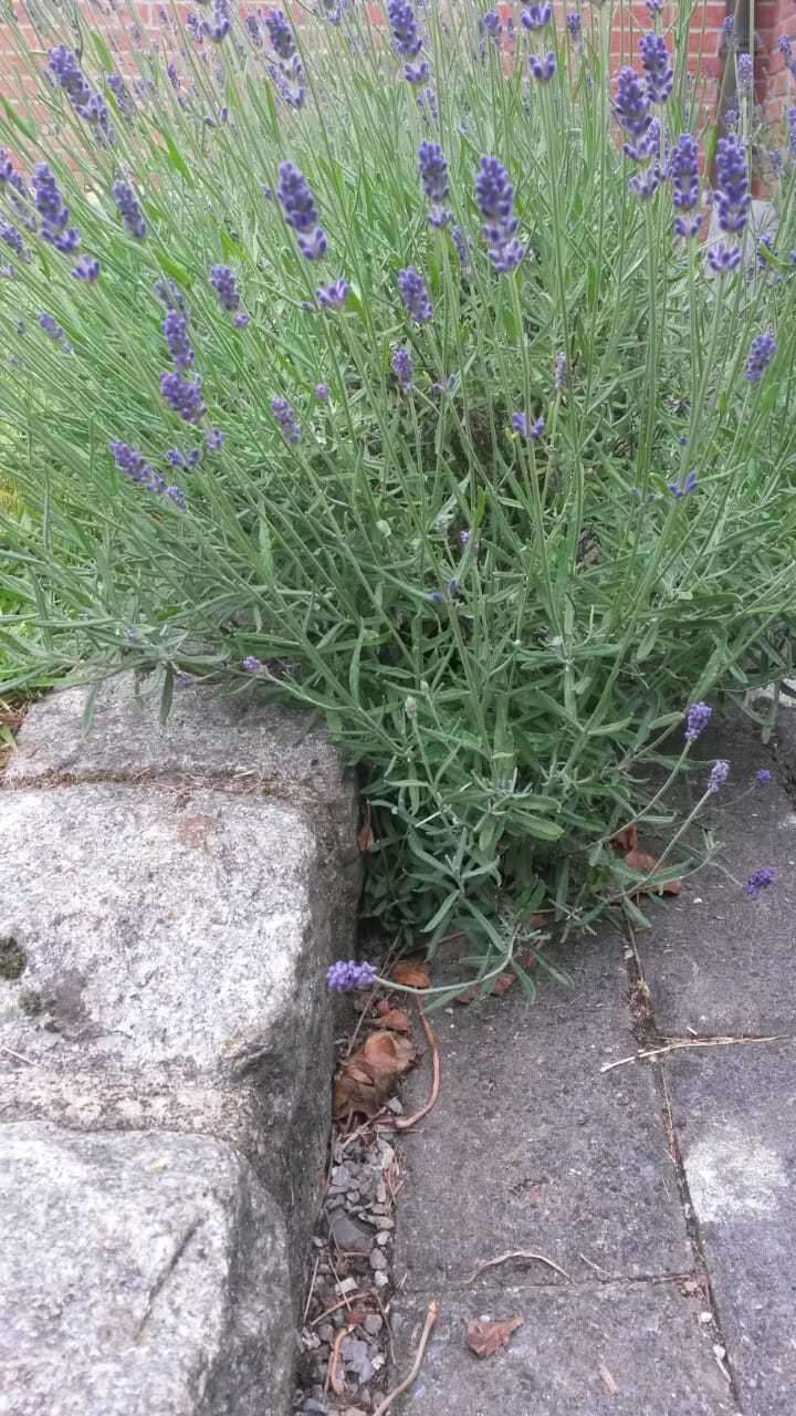 Image of English Lavendar