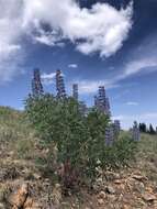 Image of White Mountain lupine