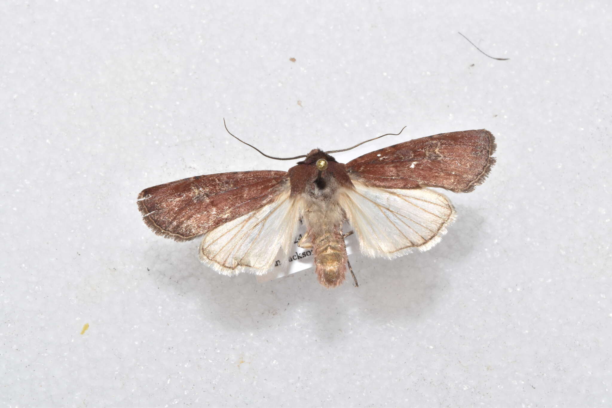 Image of Euxoa (Palaeoeuxoa) mimallonis subsp. gagates Grote 1875