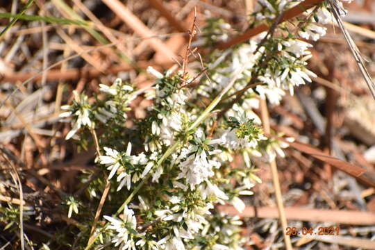 Image of Leucopogon racemulosus DC.