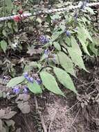 Salvia plurispicata Epling resmi