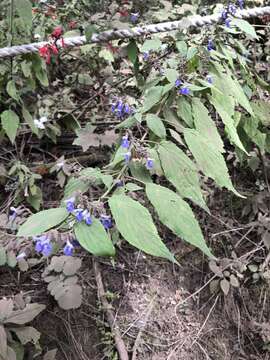 Imagem de Salvia plurispicata Epling