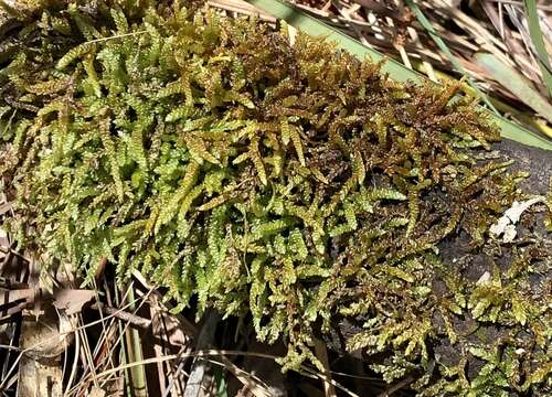 Image of Racopilum cuspidigerum var. convolutaceum (Müll. Hal.) Zanten & Dijkstra