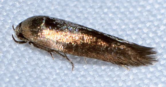 Image of Periploca nigra Hodges 1962