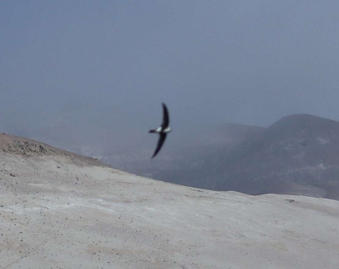 Image of Andean Swift