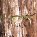 Image of slim milkweed