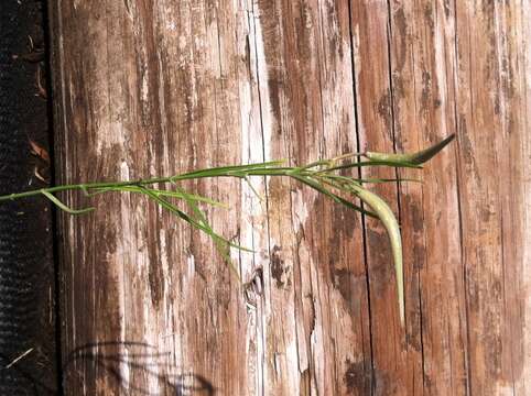 Image of slim milkweed