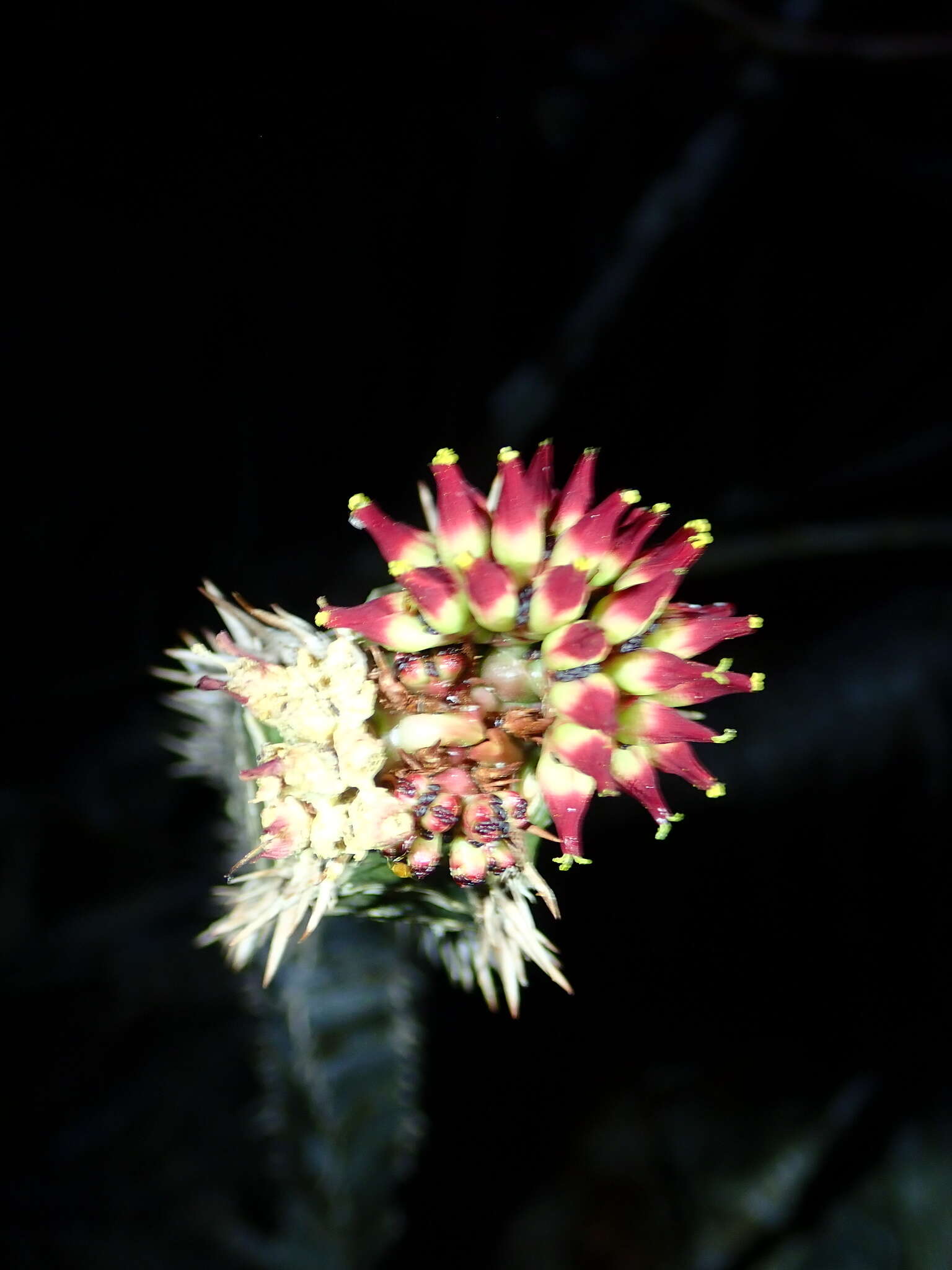 Image of Euphorbia neohumbertii Boiteau