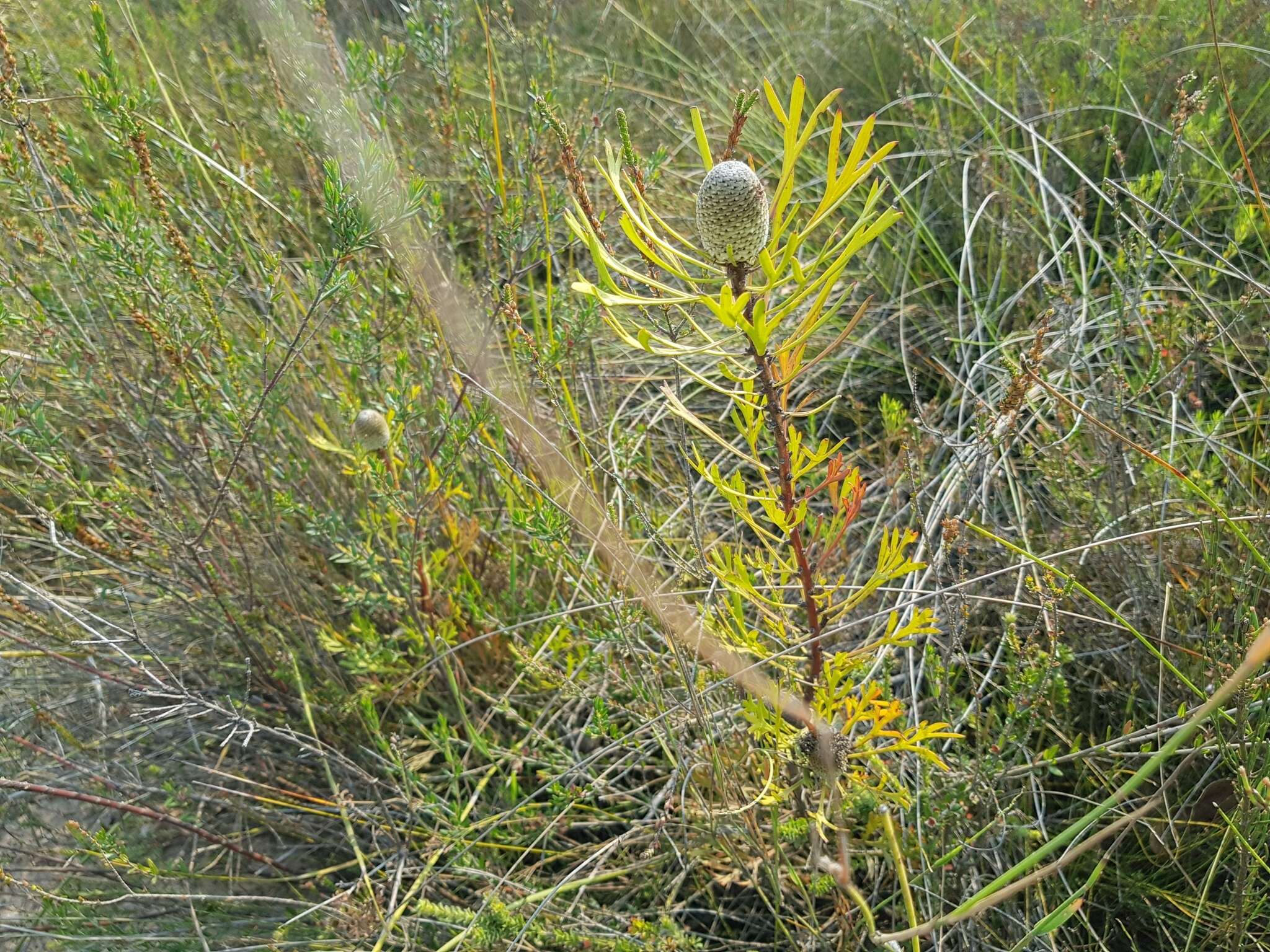 Imagem de Isopogon anemonifolius (Salisb.) Knight