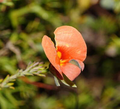 Image of Dwarf Wedge-pea