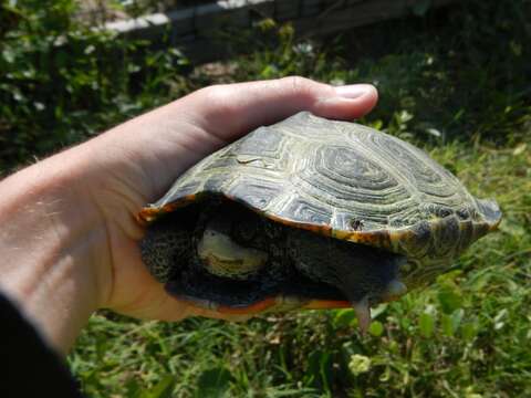 Image of Malaclemys terrapin centrata (Latreille 1802)